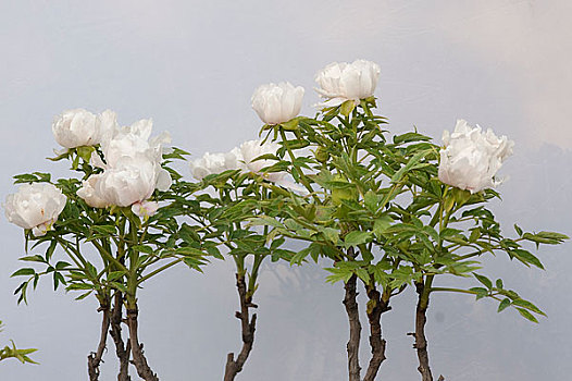 xổ số lô đề miền bắc