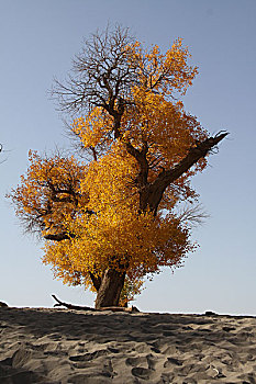 dàn đề miễn phí