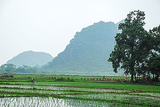 xs minh ngoc thu 6