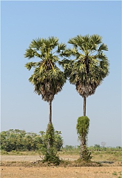 soi cau du doan mien nam